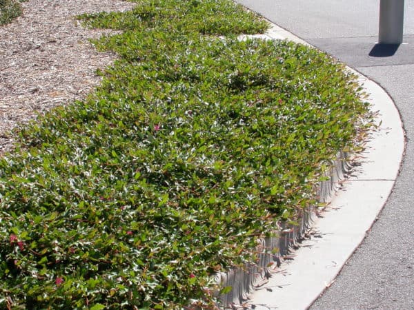 Grevillea ‘Bedspread’ – Bywong Nursery