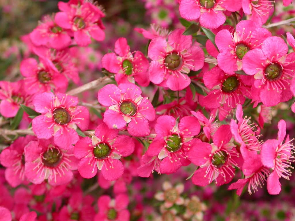 Leptospermum ‘Merinda’ – Bywong Nursery