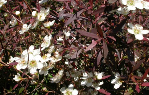 Leptospermum morrisonii ‘Burgundy’