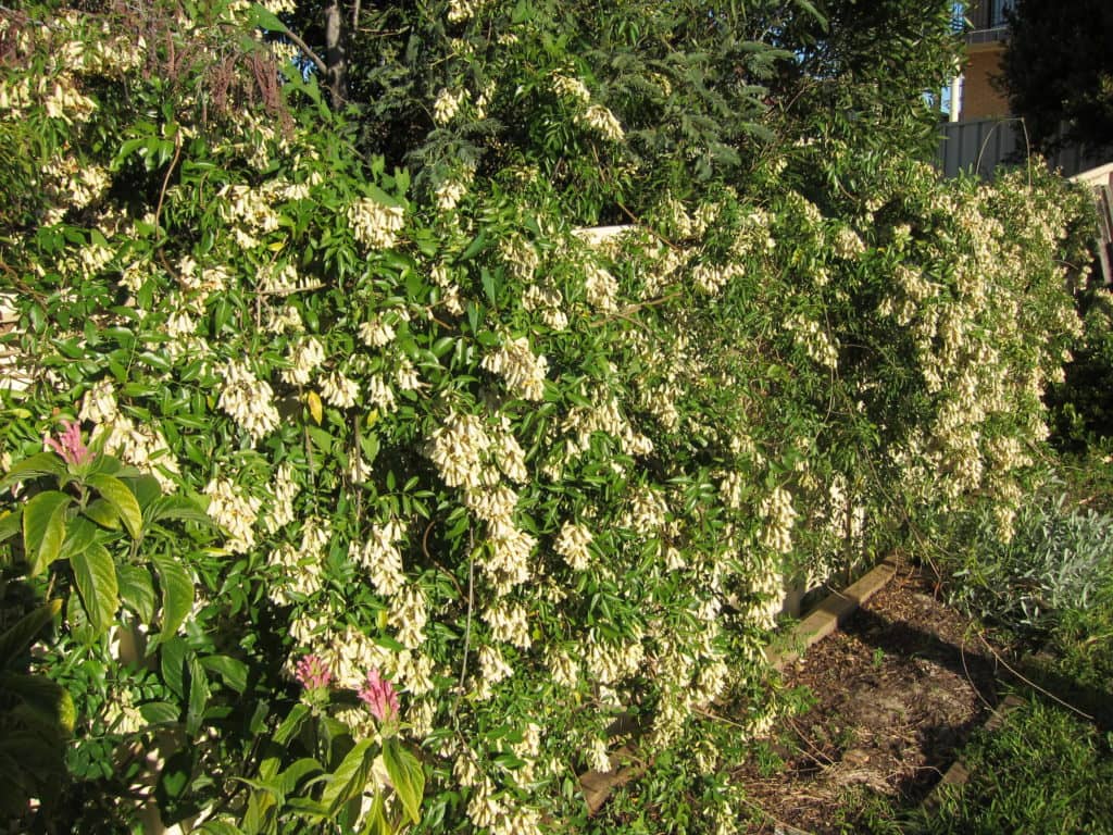 Pandorea pandorana ‘Tiffany’ Bywong Nursery