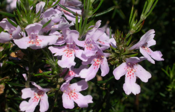 Westringia eremicola ‘Lavender Breeze’