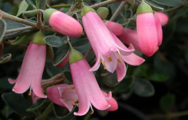 Correa ‘Isabell’