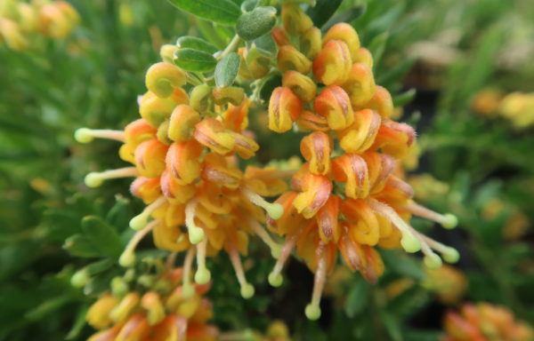 Grevillea ‘Gold Touch’