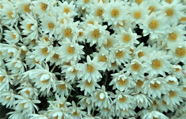 Rhodanthe anthemoides ‘Oxley Cascade’